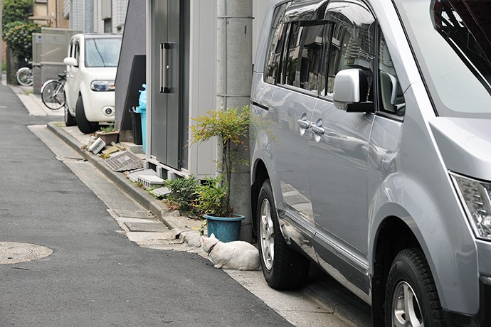 街のねこたち