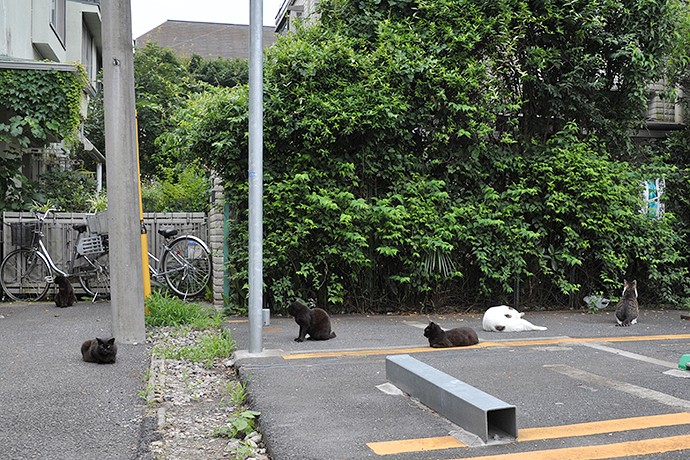 街のねこたち