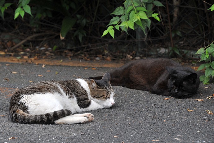 街のねこたち