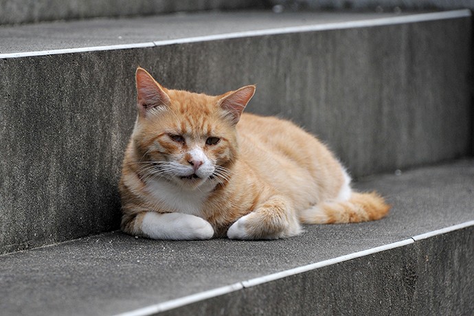 街のねこたち
