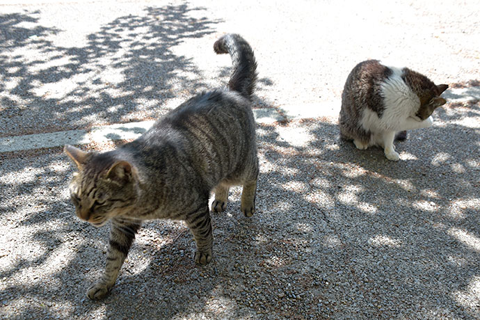 街のねこたち