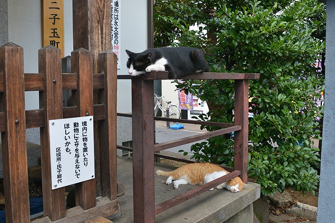 街のねこたち