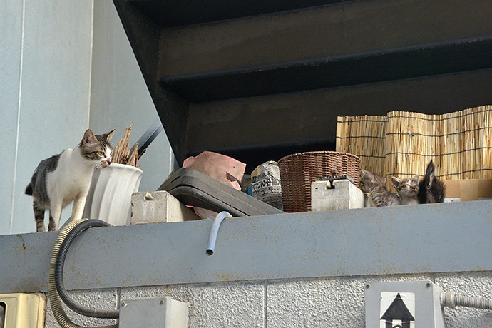 街のねこたち
