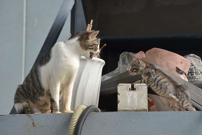 街のねこたち
