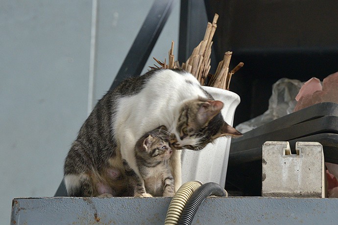 街のねこたち