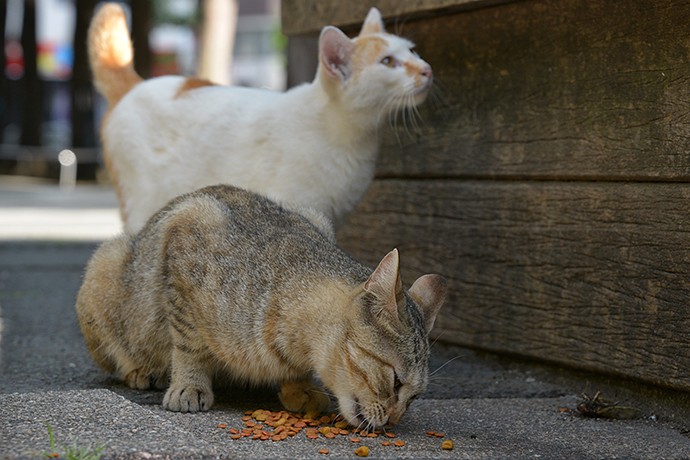 街のねこたち