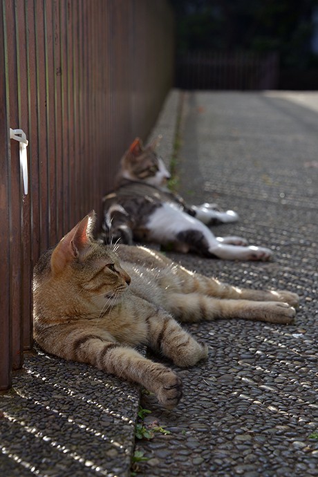 街のねこたち