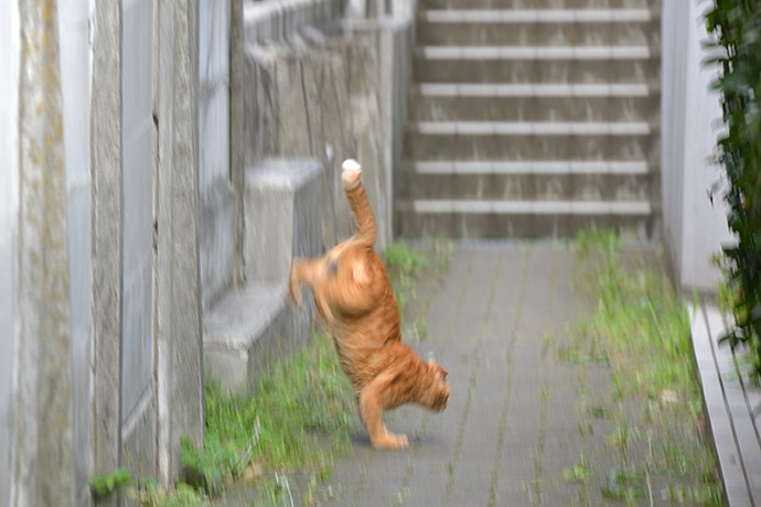 街のねこたち