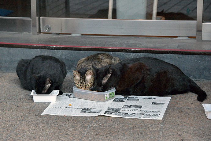 街のねこたち