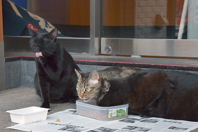街のねこたち