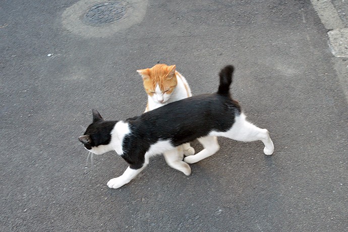 街のねこたち