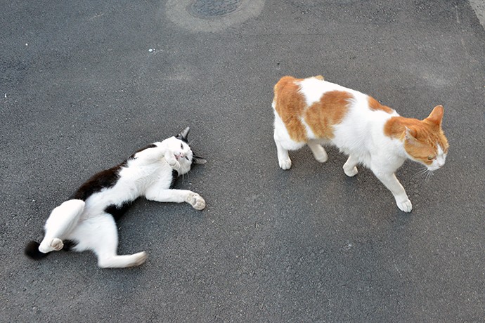 街のねこたち