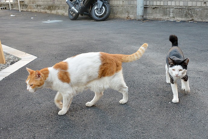 街のねこたち