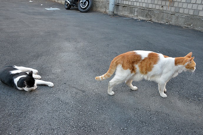 街のねこたち