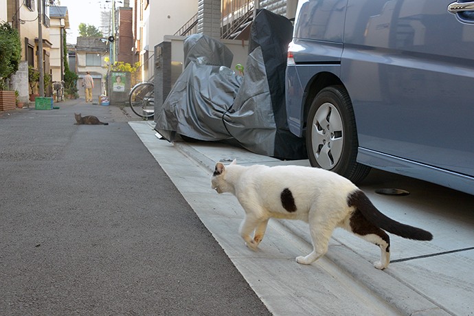 街のねこたち
