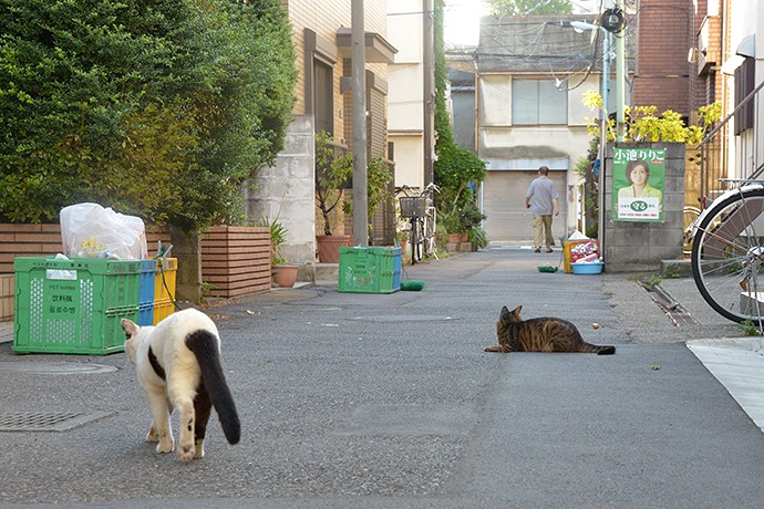 街のねこたち