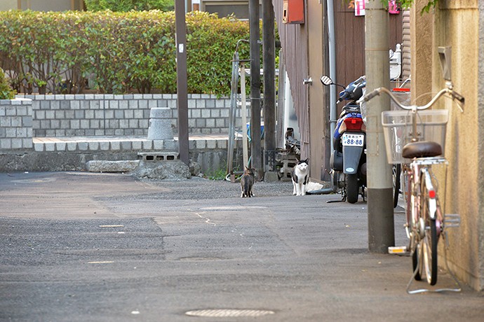 街のねこたち