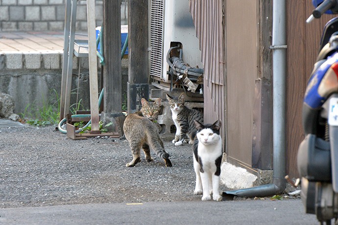 街のねこたち