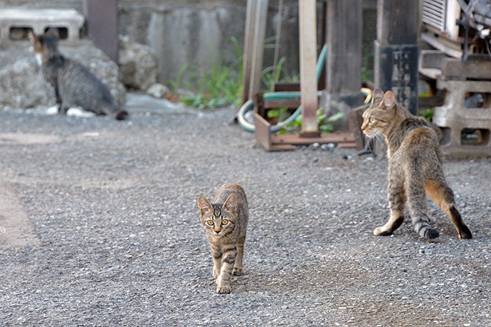 街のねこたち