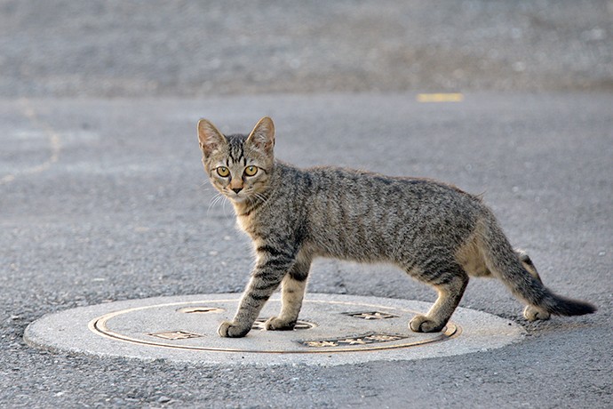 街のねこたち