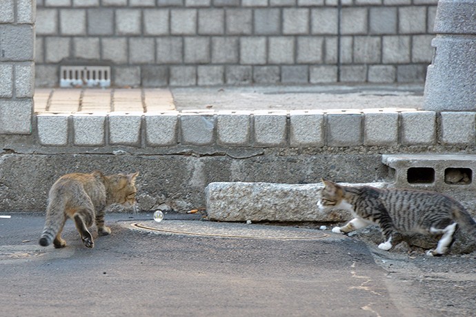 街のねこたち