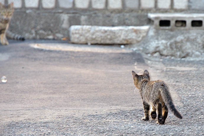 街のねこたち