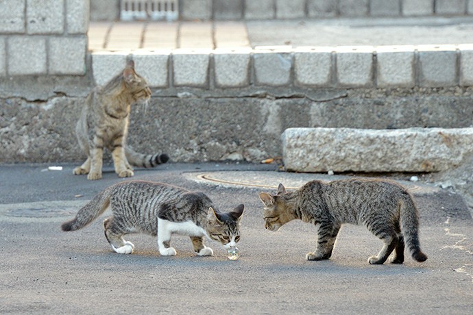 街のねこたち