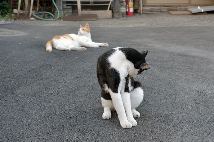 街のねこたち