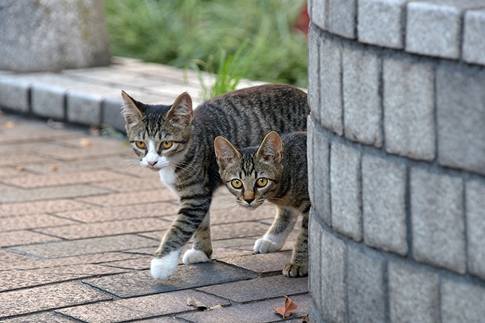 街のねこたち