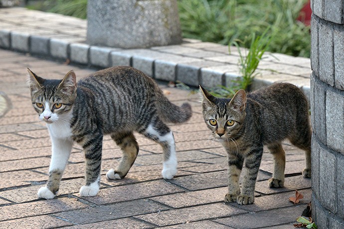 街のねこたち