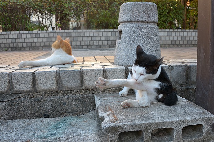 街のねこたち