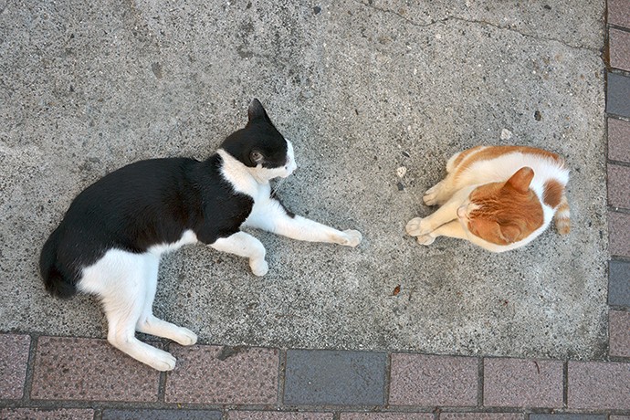 街のねこたち