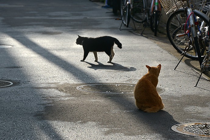 街のねこたち