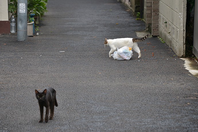 街のねこたち