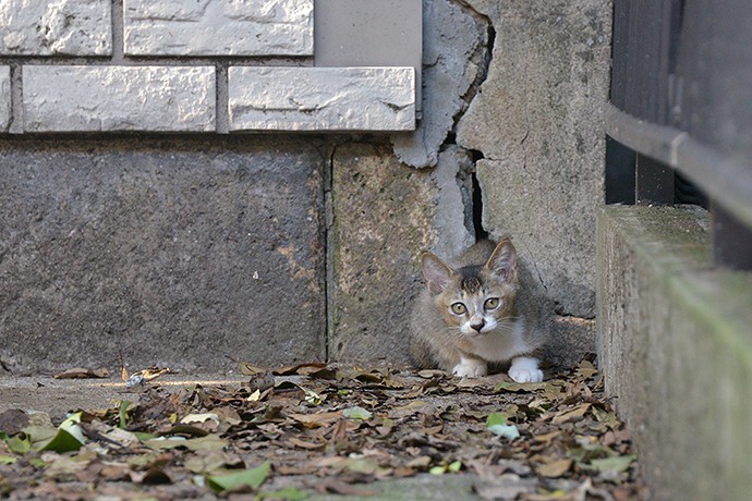 街のねこたち