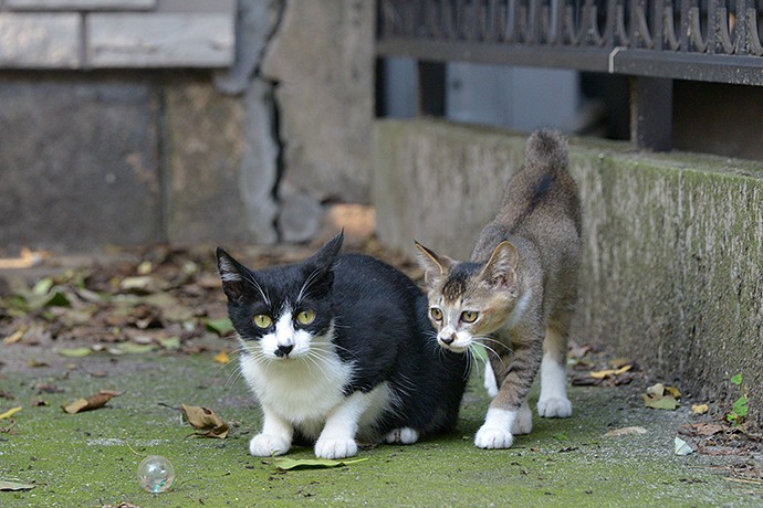 街のねこたち