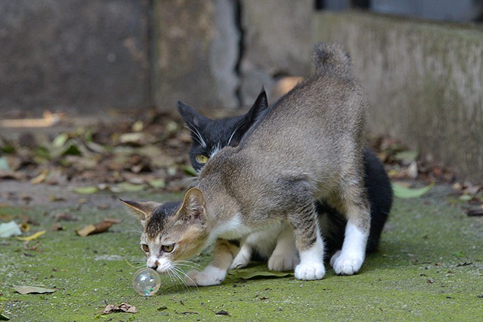 街のねこたち