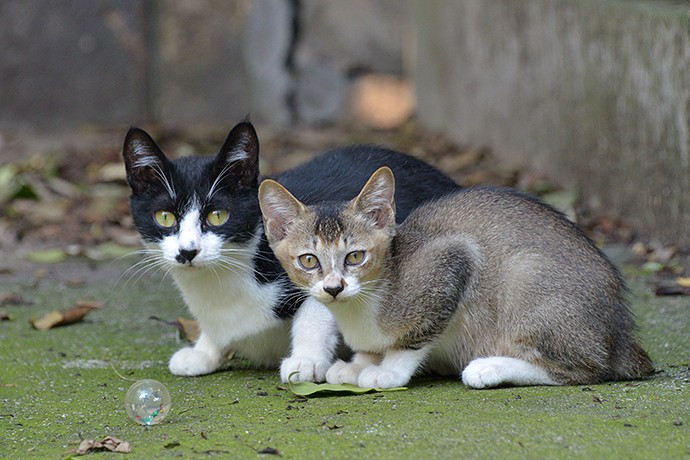 街のねこたち