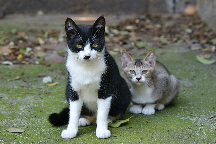 街のねこたち