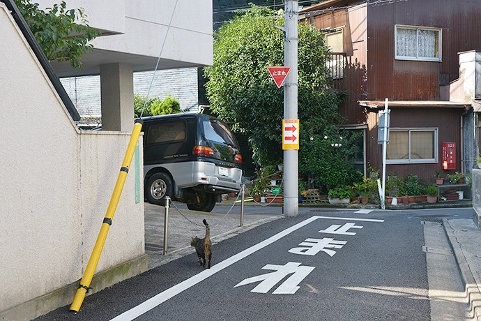 街のねこたち