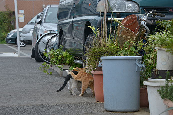 街のねこたち