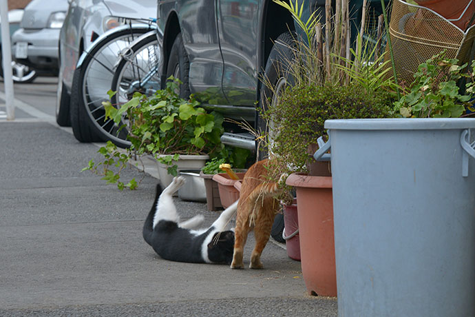 街のねこたち