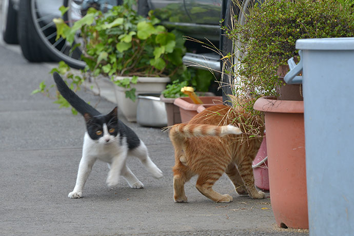 街のねこたち