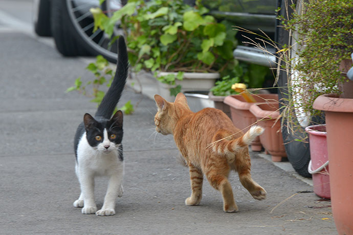 街のねこたち