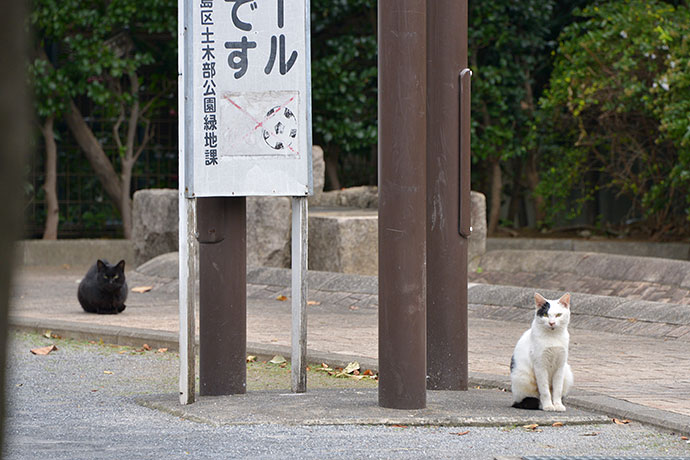 街のねこたち