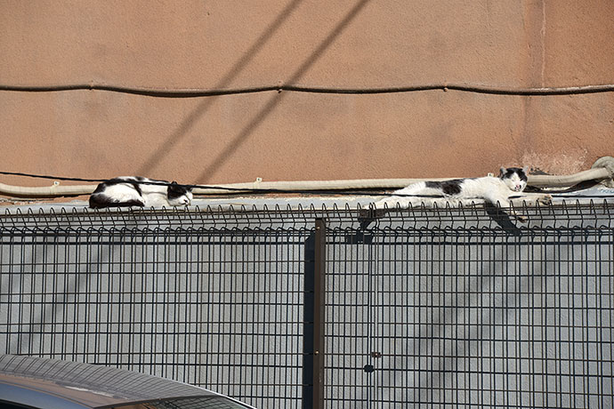 街のねこたち