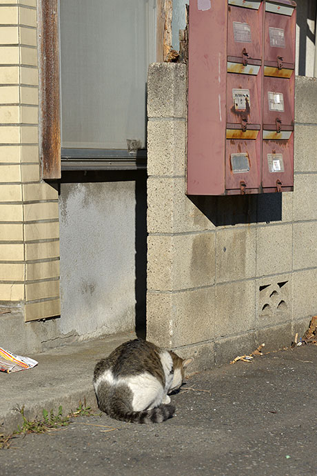 街のねこたち