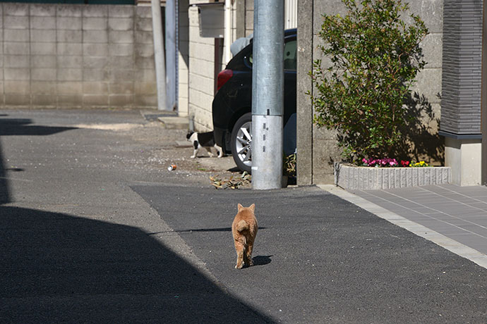 街のねこたち