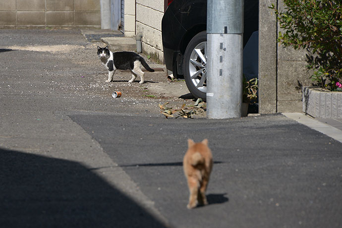 街のねこたち