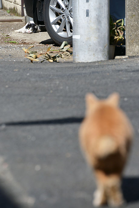 街のねこたち